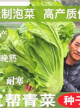 【四川宽帮青菜种子】腌渍泡菜酸菜腌菜中熟大叶秋播高产蔬菜种子