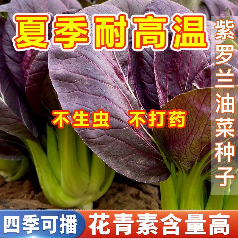 超耐热紫罗兰原裝种籽紫色上海青家庭园艺种子