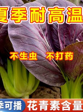 超耐热紫罗兰原裝种籽紫色上海青小青菜四季播阳台盆栽蔬菜种子