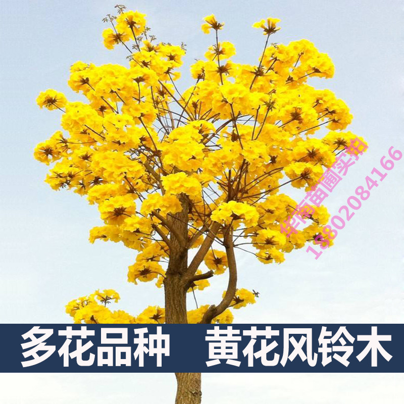 泰国黄花风铃木树苗名贵苗木多花紫花风铃大树庭院绿化盆栽地栽