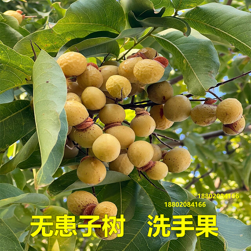 无患子树苗洗手果树鬼见愁树绿化树木患子大树中药植物镇宅保平安