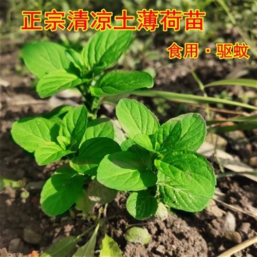 清凉薄荷苗盆栽水培n可食用植物z驱蚊泡水正宗土薄荷5颗装非留兰