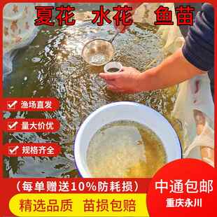 鲫鱼水花鲤鱼水花夏花草鱼花鲢白鲢鳙鱼鱼苗 10000条 淡水鱼