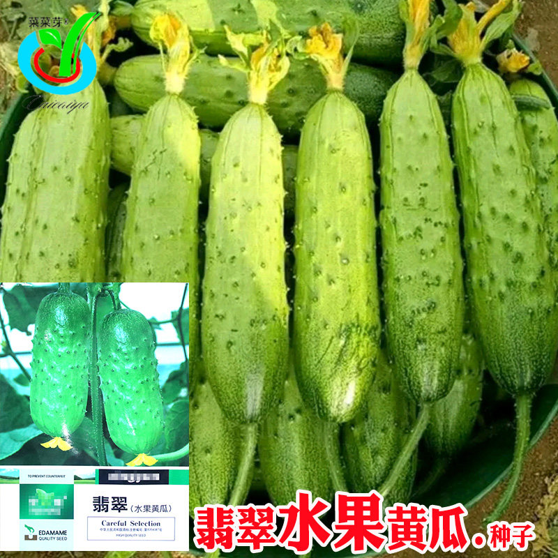 翡翠水果黄瓜种子 农田菜园早熟高产短把肉质脆嫩水果黄瓜蔬菜籽