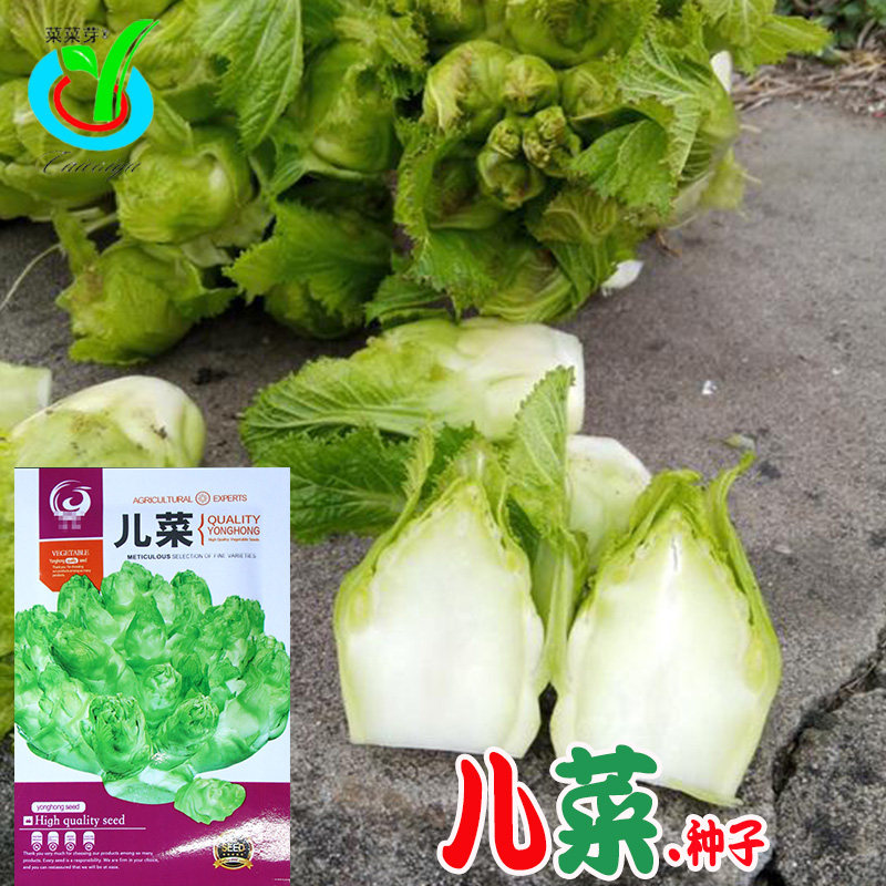 儿菜种子 农田菜园品质佳质易种植生长势强不空心发芽率高儿菜籽