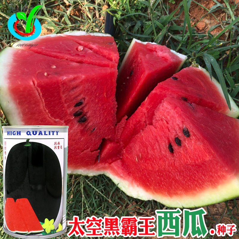 太空黑霸王西瓜种子 农田菜园高产中晚熟杂交黑皮椭圆大西瓜籽