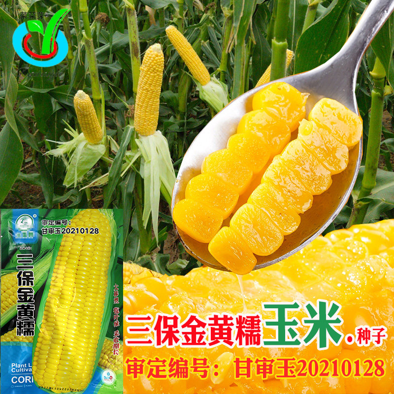 三保金黄糯玉米种子 农田菜园审定籽粒饱满无渣香糯黄玉米籽