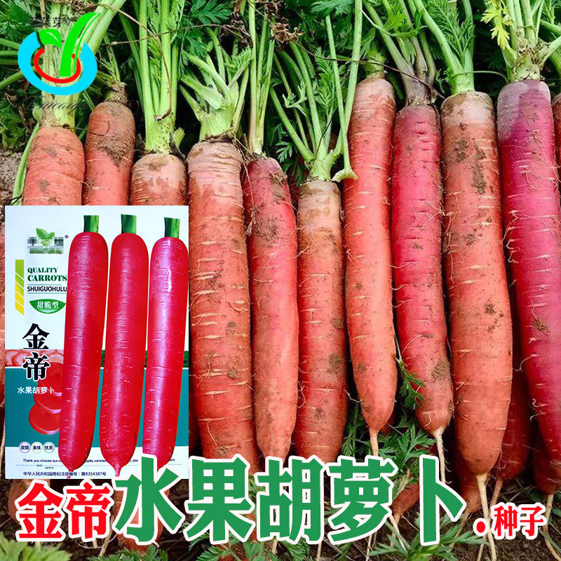 金帝水果胡萝卜种子 农田菜园粉色肉硬糖份高香气浓胡萝卜蔬菜籽