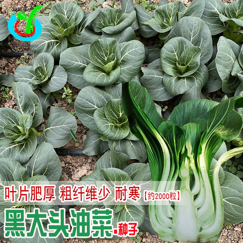 黑大头油菜种子 农田菜园可盆栽叶深绿肉厚矮脚纤维少青菜蔬菜籽