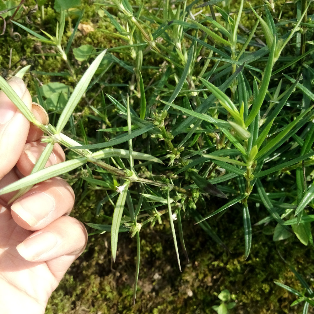 纤花耳草四方梗粗叶非白花蛇舌草鸡口舌虾子草干货方茎500g包邮