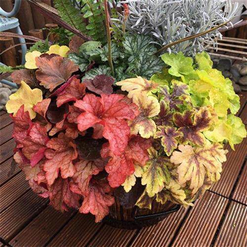 矾根植物室外素材模板 矾根植物室外图片下载 小麦优选