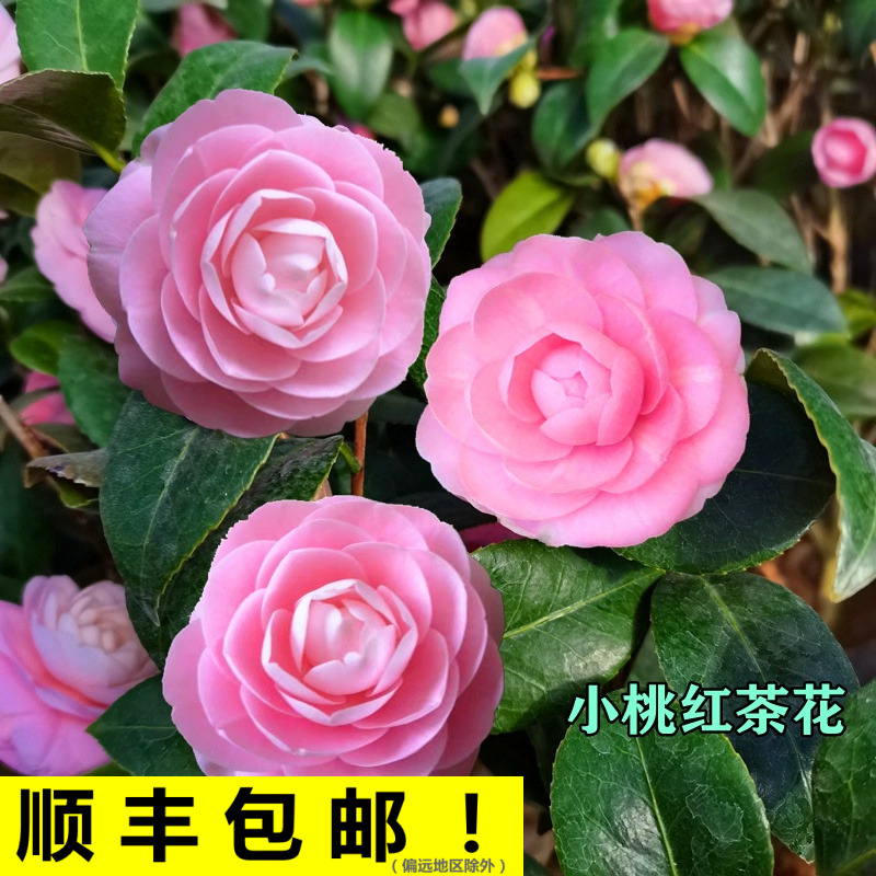 宫粉茶花盆栽小桃红带花苞当年开花室内阳台四季绿植花卉山茶花树