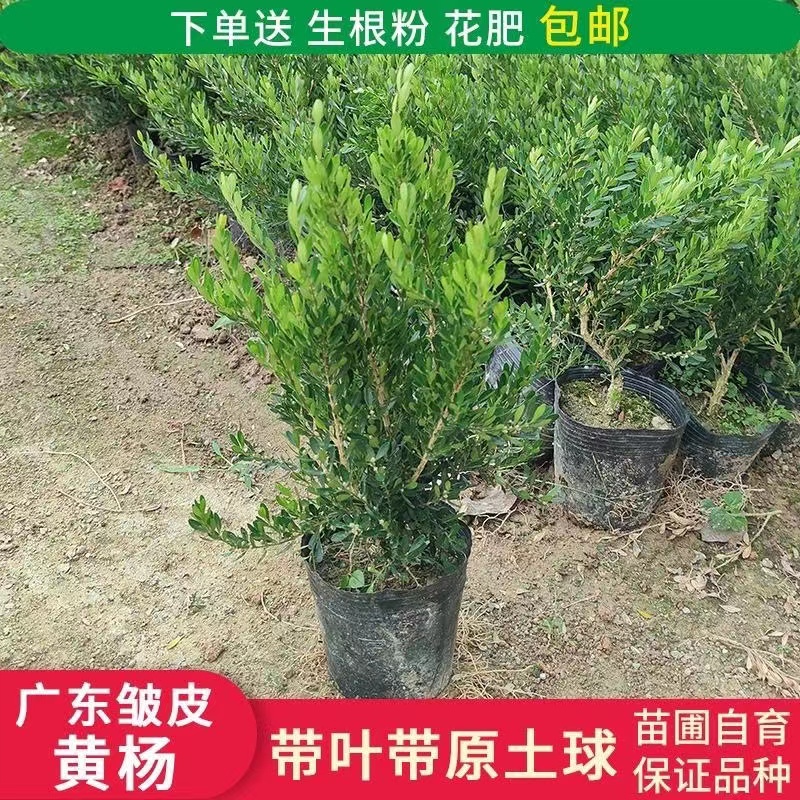 皱皮黄杨正宗广东雀舌黄杨软枝素材造型树苗绿植精品小苗基地直发