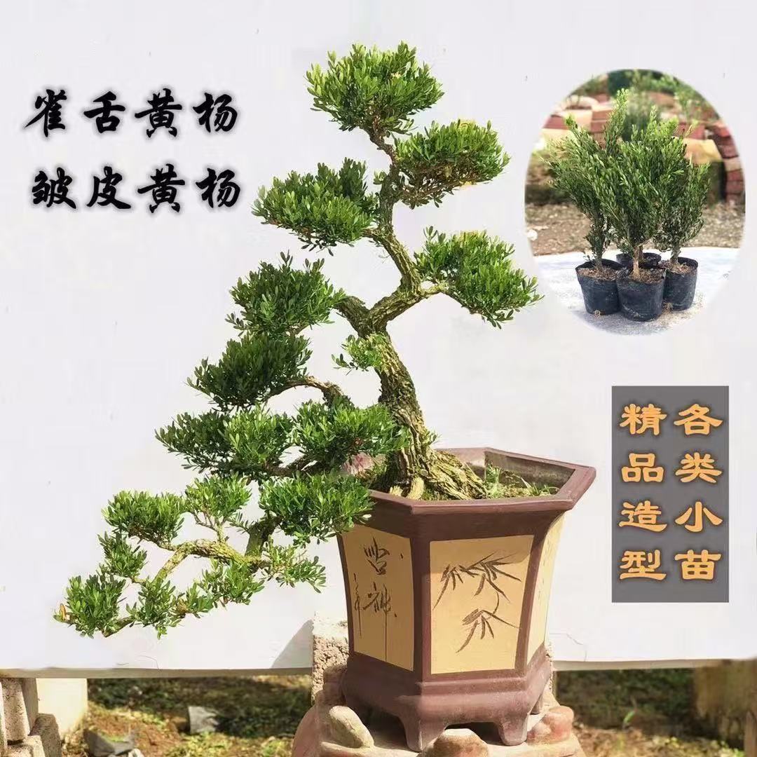 广东雀舌皱皮黄杨小苗正宗小叶黄杨苗高档名贵盆景雀舌黄杨小树苗