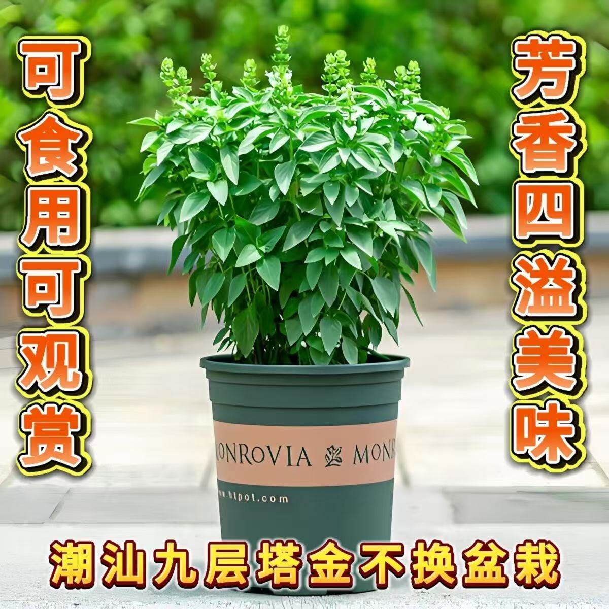 九层塔潮汕金不换植物罗勒叶食用调味香料三杯鸡擂茶室外阳台盆栽