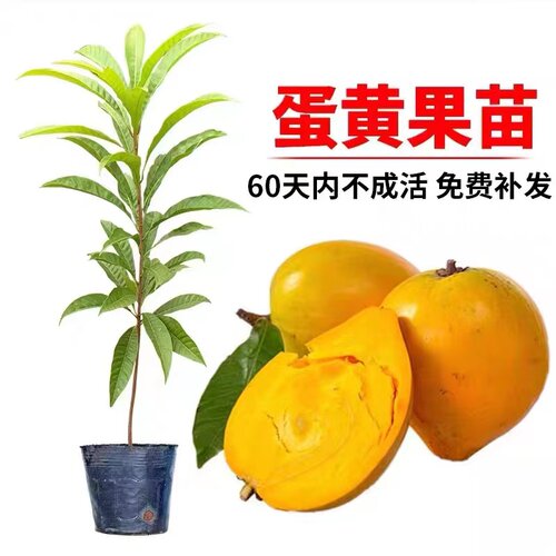 蛋黄果苗 正宗鸡蛋果树苗名贵仙桃水果树苗盆栽地栽带土带叶发货 - 封面