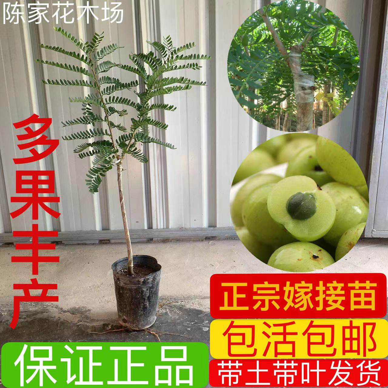 油甘果苗 潮汕嫁接崩坎狮头甜种油甘苗四季结果 柿饼甜油甘果树苗