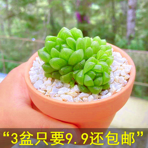 多肉透明销量排行榜 多肉透明品牌热度排名 小麦优选