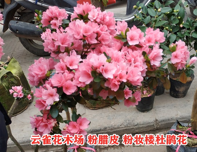 妆盆栽稀有腊品种粉楼杜鹃花