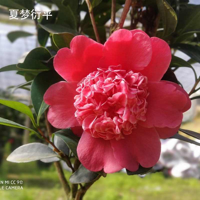 新品四季茶花夏日系列新品种重瓣开花不断耐寒好养夏梦衍平阳台盆