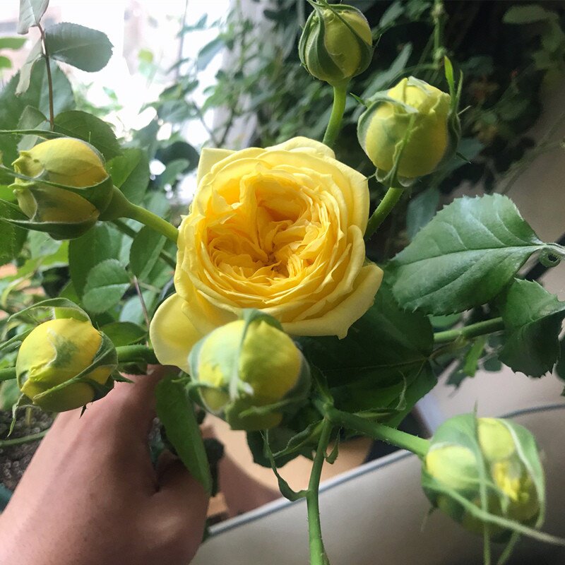 日月凯特琳娜大c花月季灌木切花月季花苗勤花多花盆栽四季开花