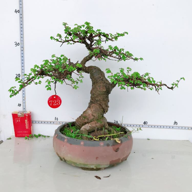精品榔榆盆景造型小叶榆树l榆树盆栽小叶榆树室内外花卉实物