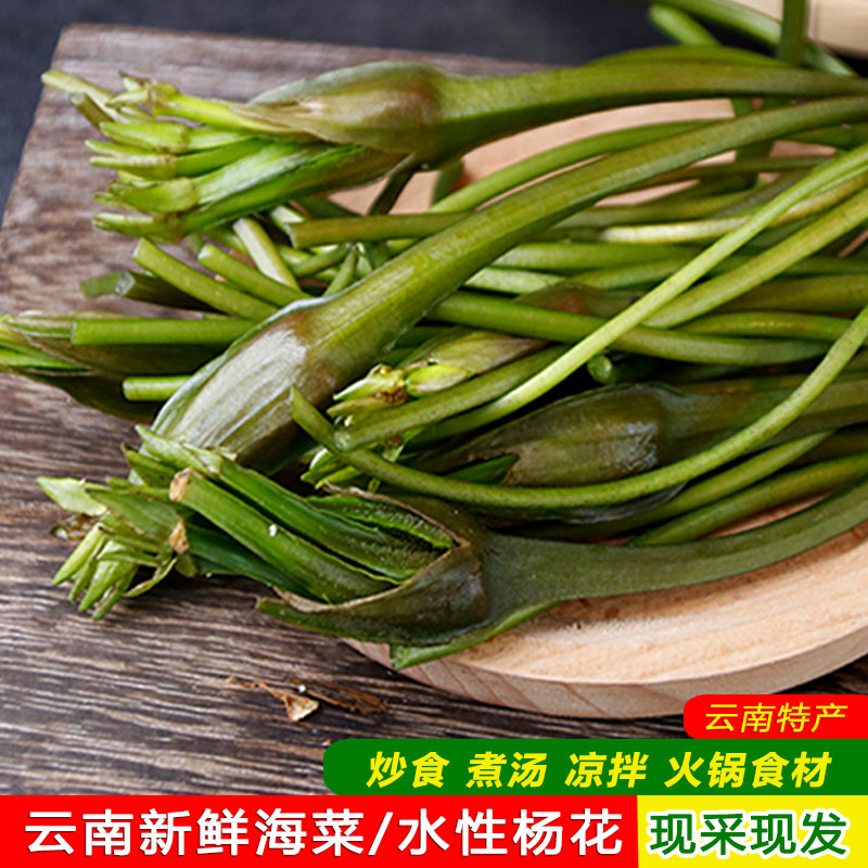 云南大理特产洱海野菜新鲜海菜花