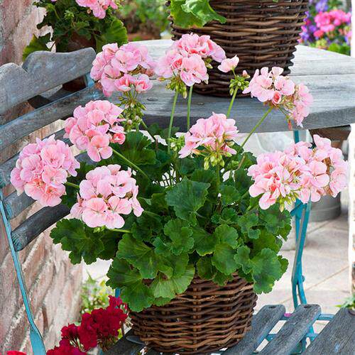 虹越直立垂吊兽系天竺葵盆栽苗庭院花园耐热多年生常绿阳台窗台花