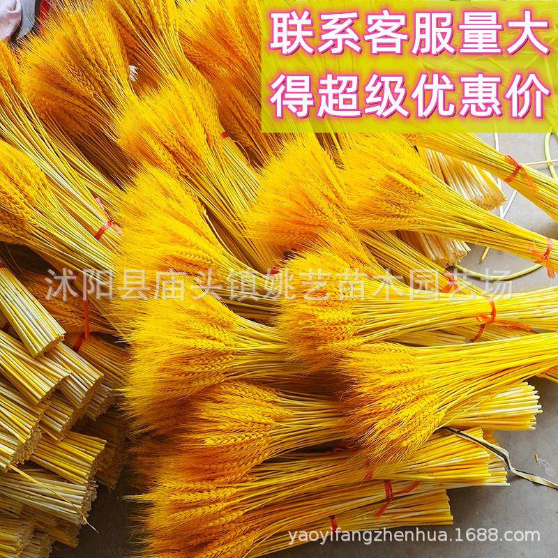 大麦花束摆件黄金麦穗干花天然装饰道具插花金麦稻穗花篮开业大麦