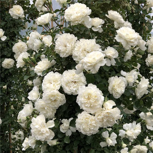 藤本月季白米农/藤冰山爬藤白色蔷薇花苗浓香玫瑰浓香藤本抗病。