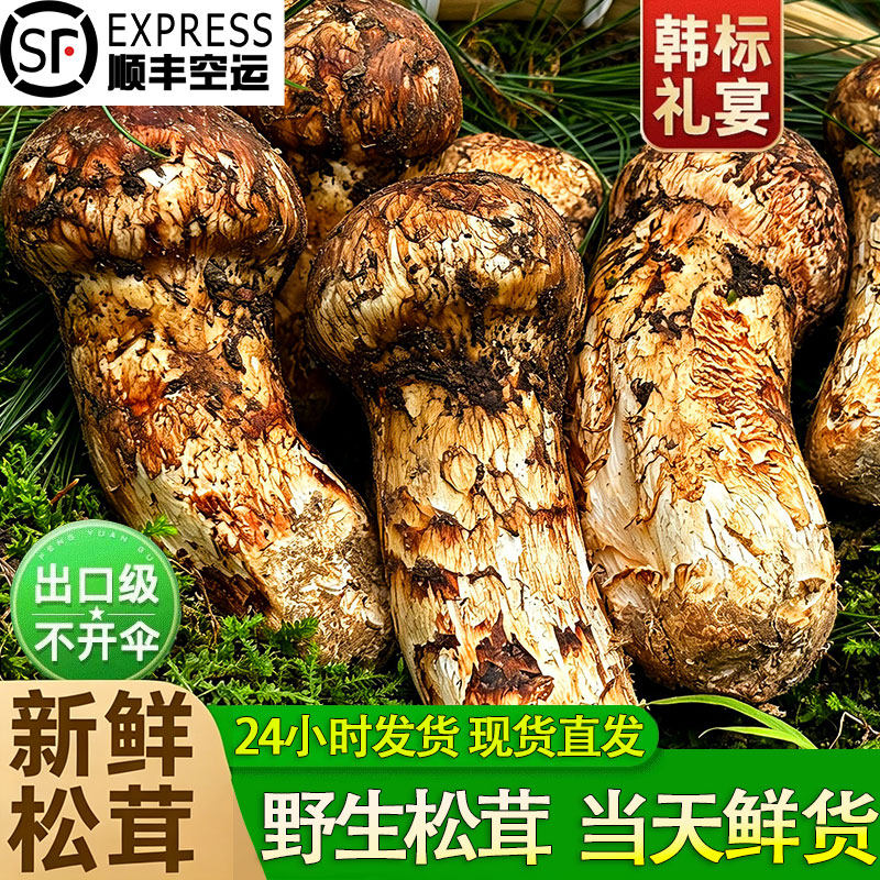 （现货速发）2026年新鲜松茸野生
