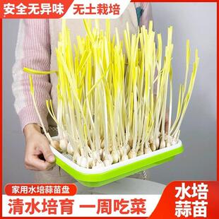 蒜苗蒜黄种植盆发豆芽菜芽苗菜家用育苗盘盒专用水培器皿种蒜神器