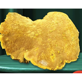 野生西藏桑树桑黄 现称现拍