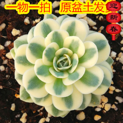 富士多肉质量怎么样 富士多肉口碑怎么样 小麦优选