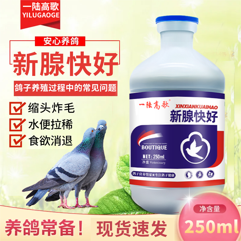 一陆高歌鸽子饮水营养增强免疫