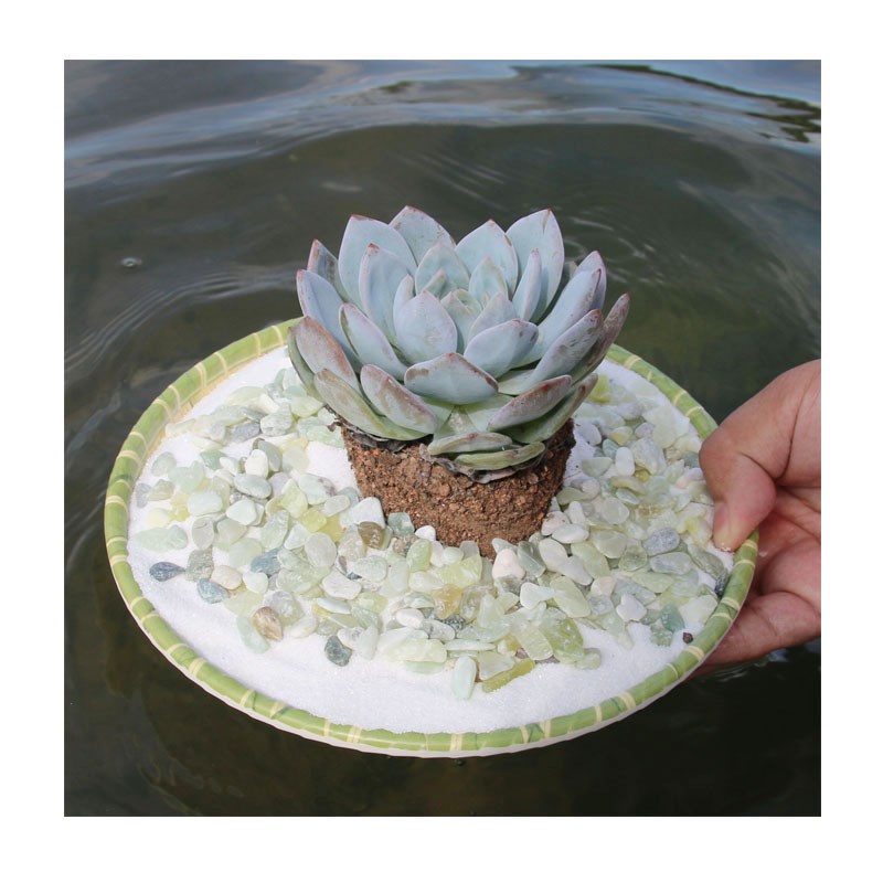 白色小石子庭院大鹅卵石阳台花盆装饰多肉铺面白石头雨花石铺路石