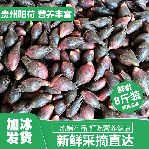 贵州新鲜阳荷姜洋荷姜现挖现发当季蔬菜洋火阳霍阳胡嫩姜时令蔬菜