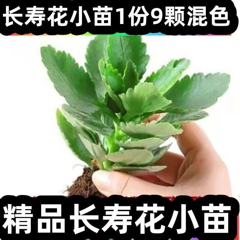 稀有长寿花花苗金狐狸小苗七彩冰淇淋多色花卉大全混色好养易成活图片