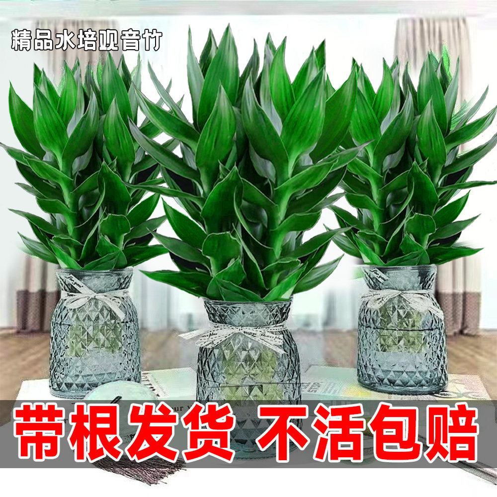观音竹富贵竹水培植物带根花卉绿桌面绿植