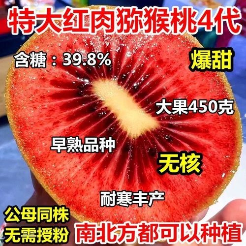 红心猕猴桃树苗公母同珠南方北方种植耐寒盆栽地栽当年结果果树苗