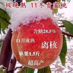 极晚熟11冬雪蜜桃树苗新品种嫁接脆甜冬桃树苗雪桃树果苗桃雪