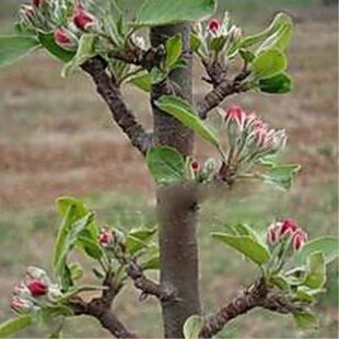 柱状苹果嫁接矮化果树苗南北方四季种植盆栽地栽水果树苗当年结果