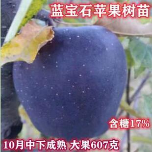 嫁接蓝宝石苹果树苗南方北方盆栽地栽新品红富士抗寒抗旱苹果树苗