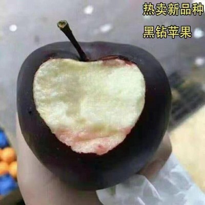 黑钻苹果苗嫁接树盆栽地庭