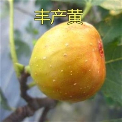 品种无花果树苗水带卡独太