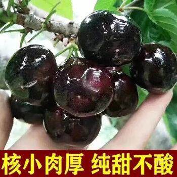 嫁接黑珍珠樱桃树苗肉厚汁甜大果盆栽地栽耐寒南方北方种植果树苗,农用物资,果树种子/种苗,淘宝优惠券,粉丝福利购,淘宝优惠卷