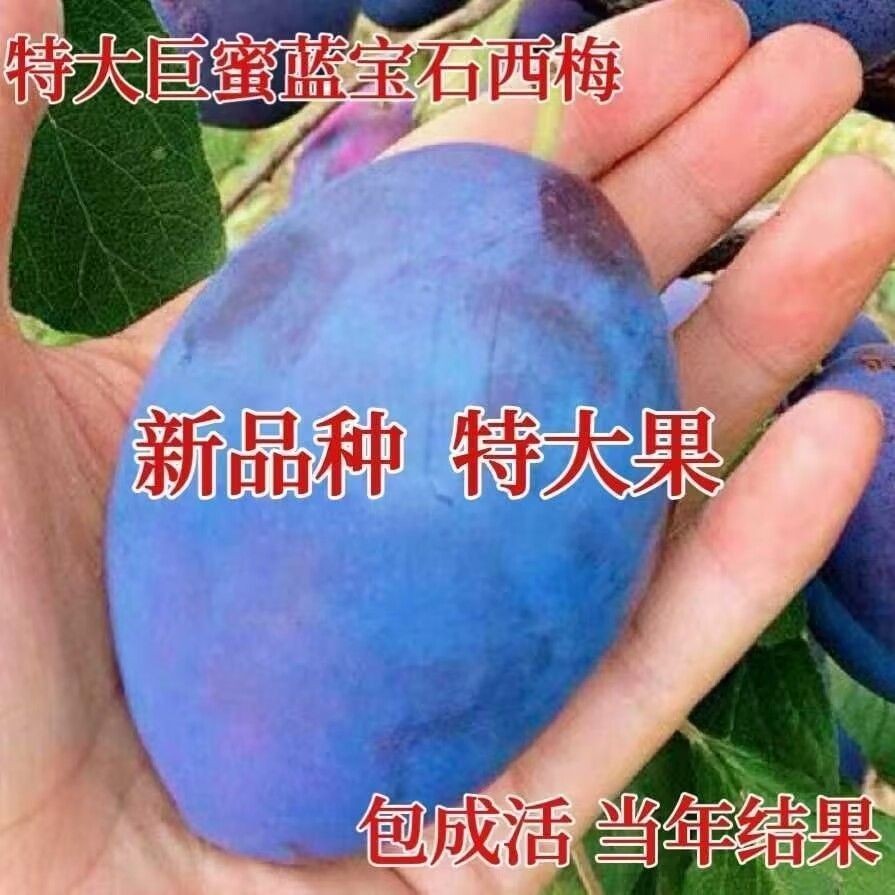 法兰西西梅皇后女神嫁接果树苗树苗盆栽李子当年结果南方北方种植