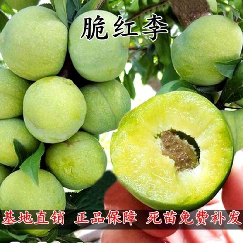 四川清脆李子苗脱骨空心红
