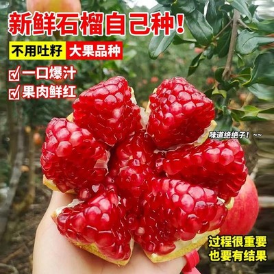 石榴树树苗突尼斯软籽带土无籽蒙自甜石榴老桩庭院盆栽果树苗