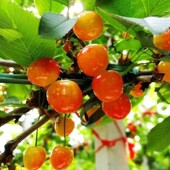 黄蜜樱桃树苗嫁接樱桃苗南北方种植盆栽地栽车厘子苗当年结果